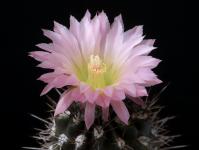 Thumbnail of 2012_Neochilenia spec._20160620(1).JPG